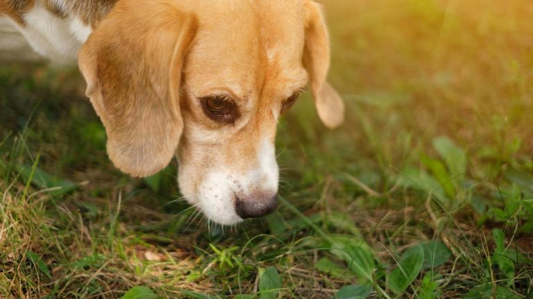 Voici Pourquoi Il Est Important Que Votre Chien Renifle Le Sol Quand