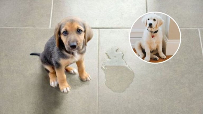 Pourquoi Votre Chien Urine T Il Lorsqu Il Vous Voit Et Que Faire Les