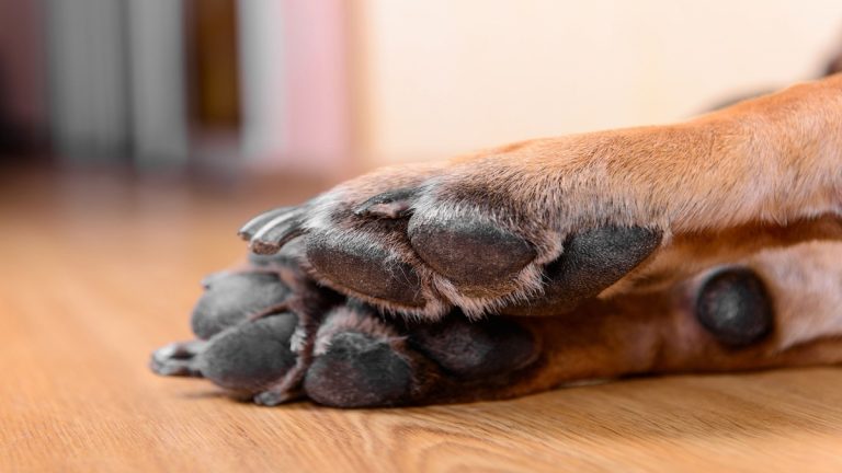 Lastuce infaillible pour savoir si les pattes de votre chien sont brûlées