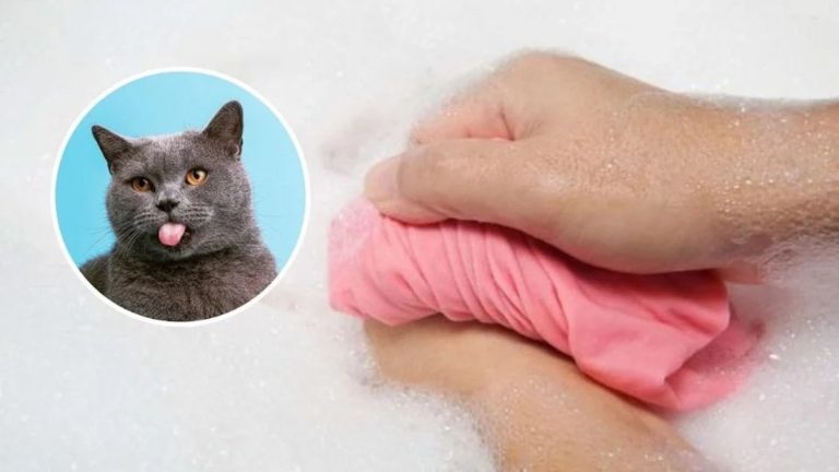 Astuces Faciles Et Infaillibles Pour Se D Barrasser Des Poils De Chat