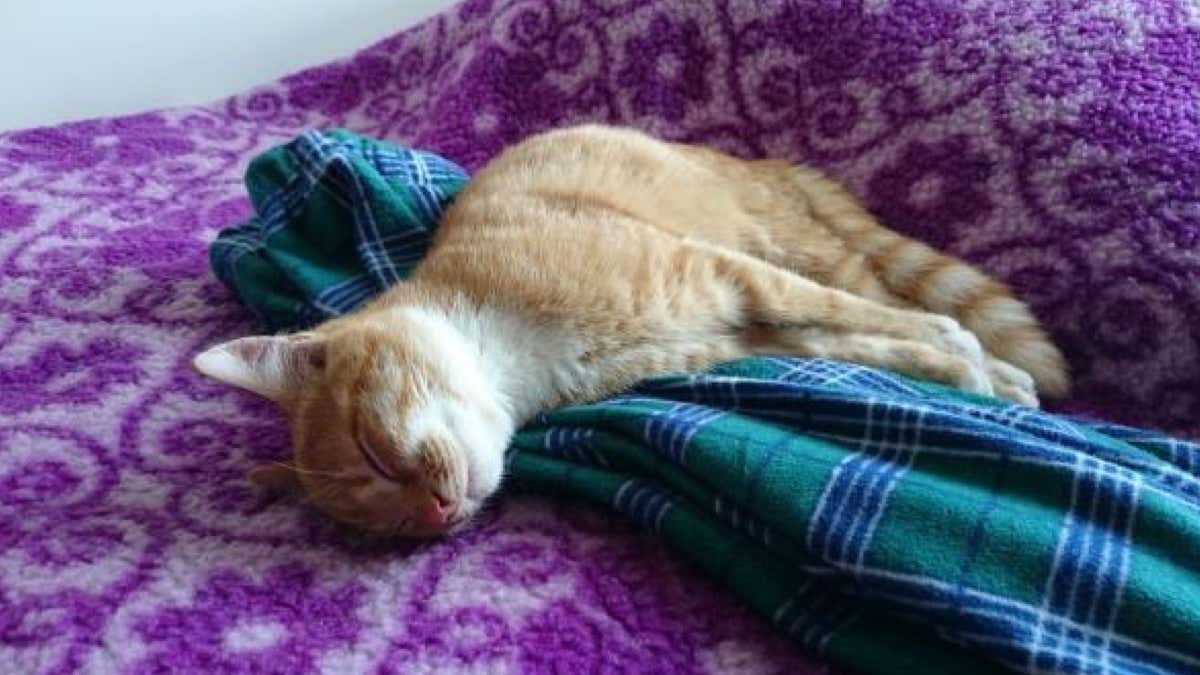 5 Raisons Pour Lesquelles Votre Chat Dort Avec Vous