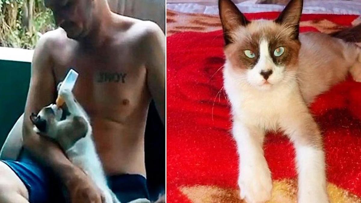 Un Chat Se Couche Comme Un Bebe Pour Prendre Un Biberon