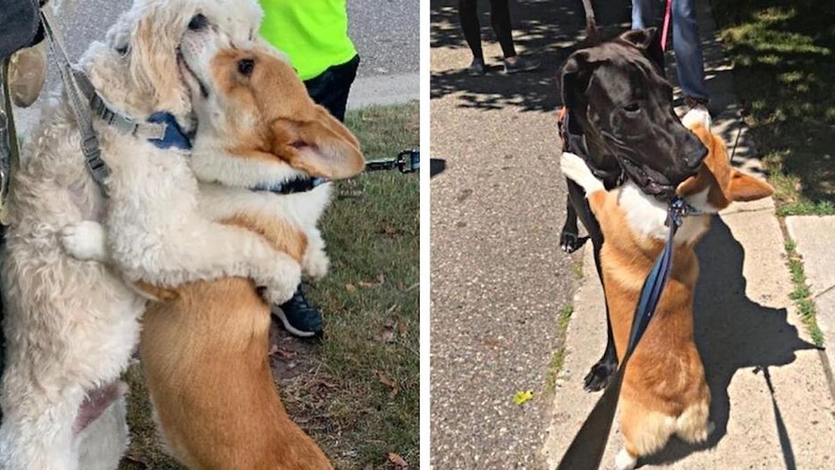 rencontre chien promenade