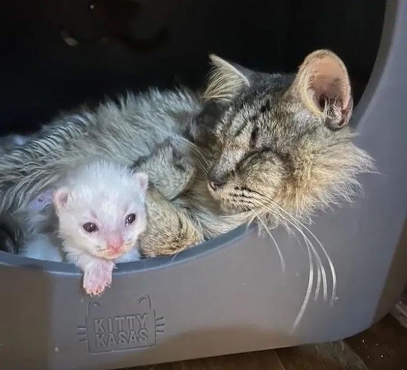 Video Une Chatte A Amene Ses Chatons A Une Famille Pour Leur Trouver Un Foyer