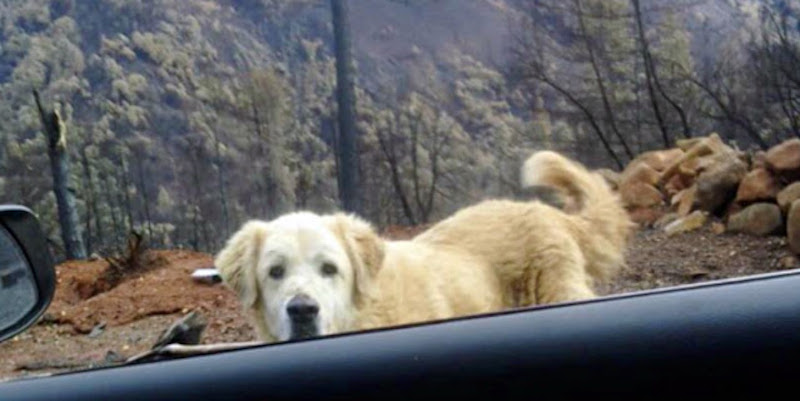 Ils Retournent à Leur Maison Incendiée Un Mois Plus Tard Pour Trouver Leur Chienne Qui Les 4850