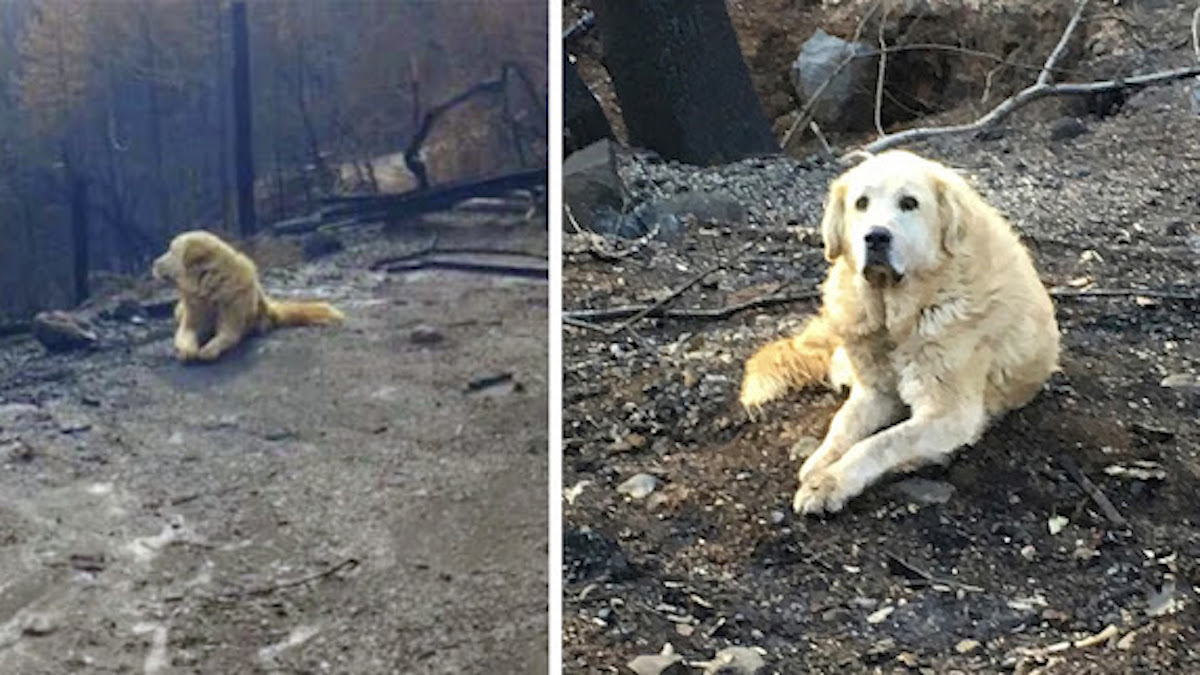 Vidéo Ils Retournent à Leur Maison Incendiée Un Mois Plus Tard Pour Trouver Leur Chienne Qui 6373