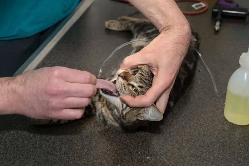 Voici Ce Qu Il Faut Faire Si Votre Chien Ou Votre Chat S Etouffe Avec Sa Nourriture Sanimemoirs