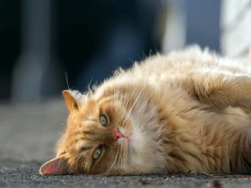 Les chats disent-ils au revoir à leur maître avant de mourir ? Comment le  font-ils ?