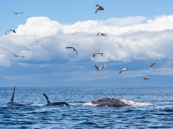 Les orques de plus en plus violentes : requins, baleines et bateaux sont leurs proies principales