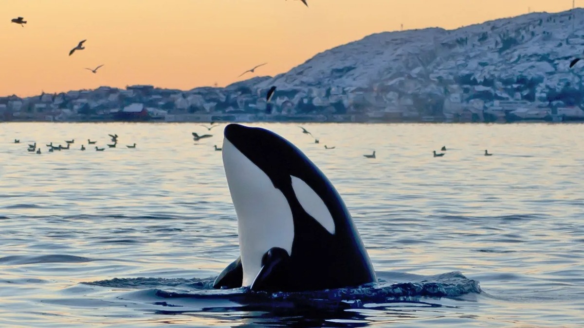 Les orques de plus en plus violentes : requins, baleines et bateaux sont leurs proies principales