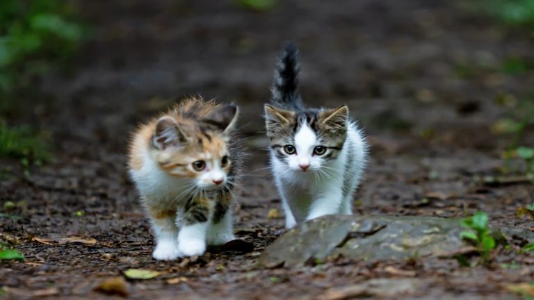 Humour chez les animaux Www.tekpolis.fr-elle-sauve-deux-chatons-abandonnes-deux-ans-plus-tard-elle-decouvre-la-verite-donde-puedo-dejar-un-gato-abandonado-768x432