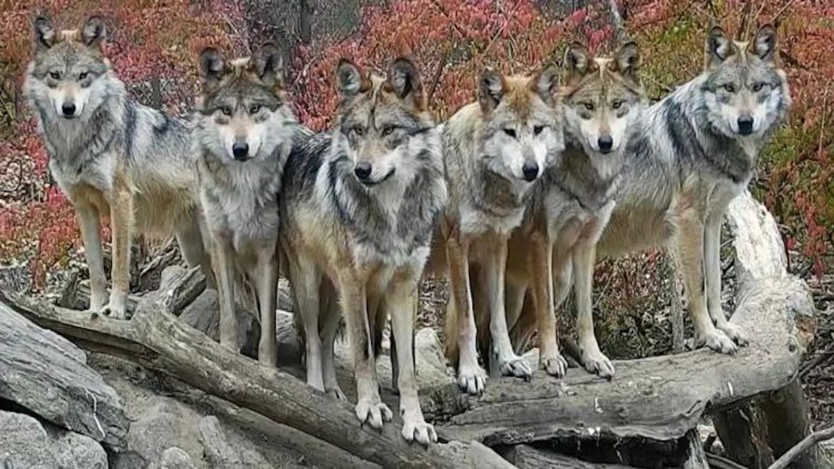 Une famille de loups prend la pose pour être pris en photo, incroyable