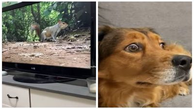 Ce chien voit un écureuil pour la 1re fois de sa vie, regardez sa réaction