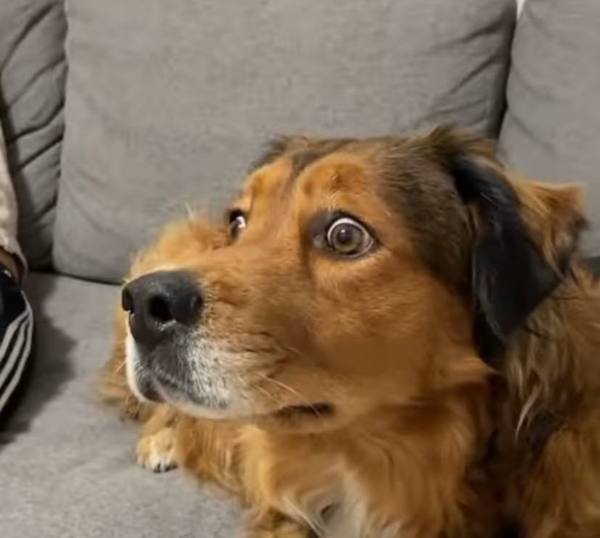 Ce chien voit un écureuil pour la 1re fois de sa vie, regardez sa réaction