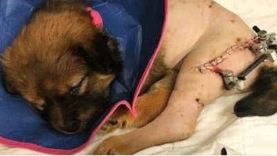 Ce petit chiot gravement blessé a bouleversé la vie de son vétérinaire