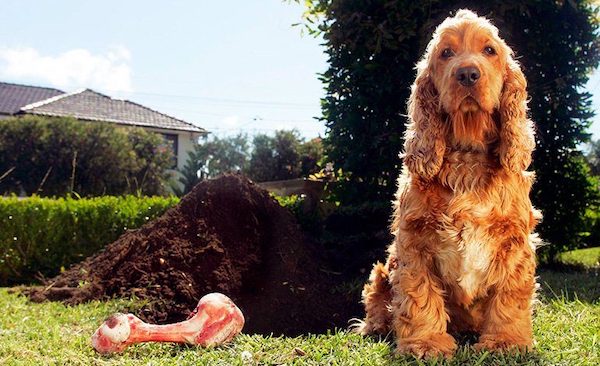 Why do dogs bury or hide food according to science?