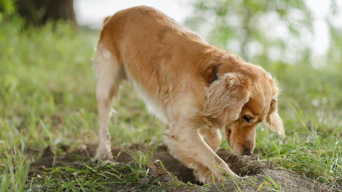 Why do dogs bury or hide food according to science?