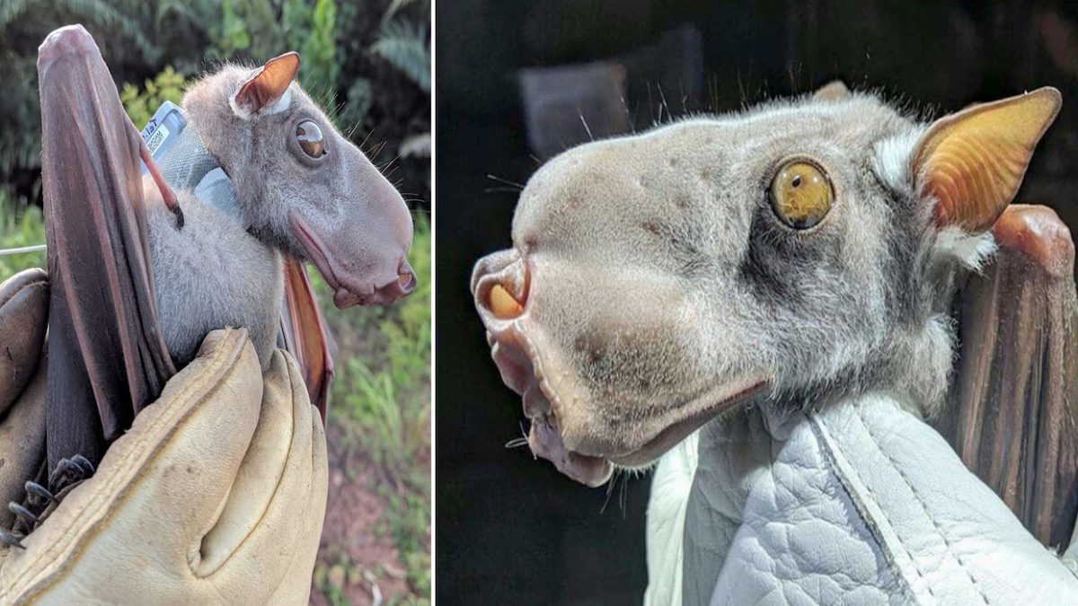 Étrange rencontre : un rare mammifère volant à tête de chiot est ...