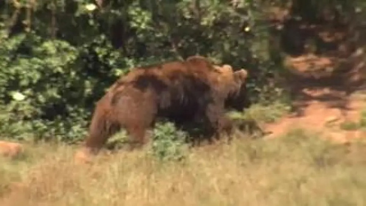 Un ours attaque cet agriculteur, il est obligé de grimper à un arbre pour se protéger