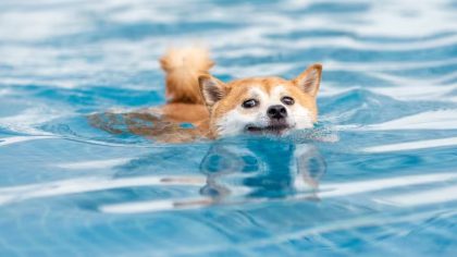 5 races de chiens qui adorent l’eau et savent le mieux nager