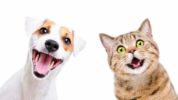 7 activités qui rendent les chiens et les chats vraiment très heureux