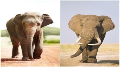 7 différences physiques entre les éléphants d’Asie et d’Afrique, c’est impressionnant