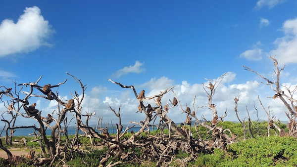 Après un ouragan qui a tout détruit, les singes se partagent l’ombre des arbres