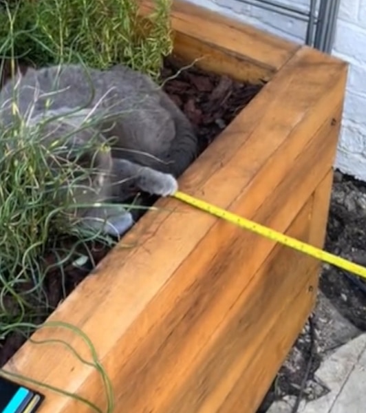Ce chat aide son propriétaire à faire des travaux de jardinage, il est impressionnant