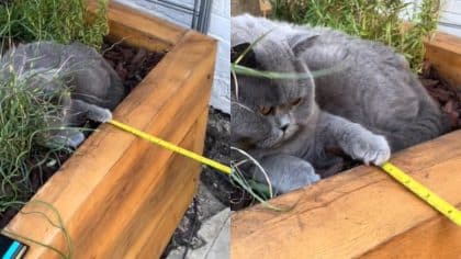 Ce chat aide son propriétaire à faire des travaux de jardinage, il est impressionnant