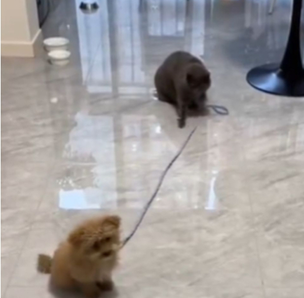 Ce chat tient en laisse son ami chien pour ne pas qu’il s’échappe, une scène surréaliste