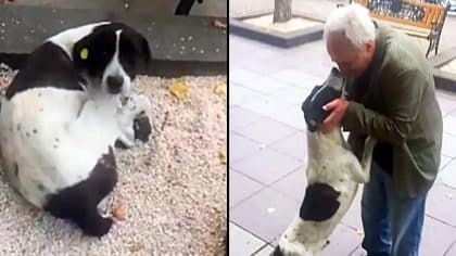 Ce chien, disparu depuis 3 ans, retrouve son propriétaire, sa réaction bouleversante