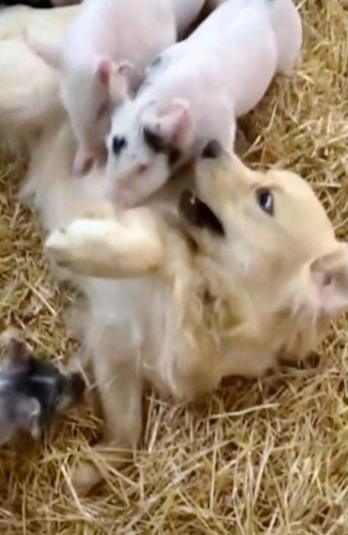 Ce chien est impatient de voir chaque jour ses amis cochons, sa réaction émouvante