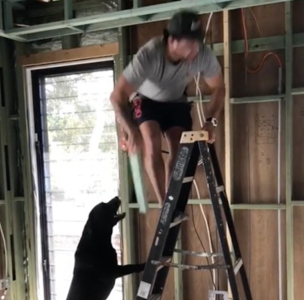 Ce chien labrador aide son propriétaire sur un chantier, les internautes sont sidérés