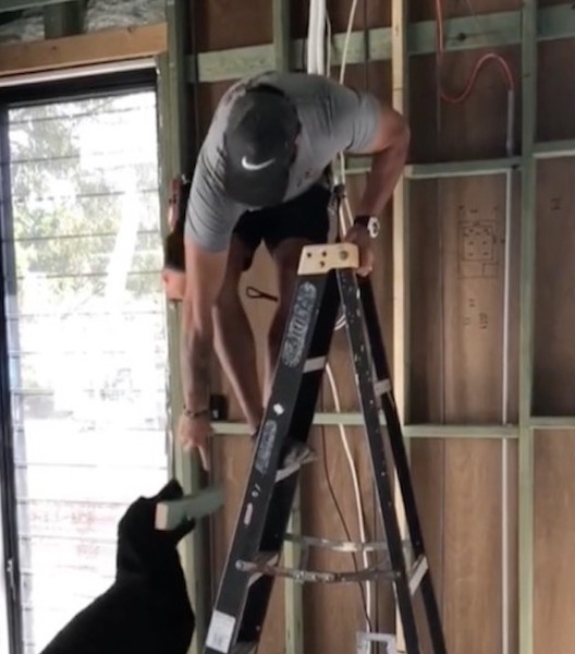 Ce chien labrador aide son propriétaire sur un chantier, les internautes sont sidérés