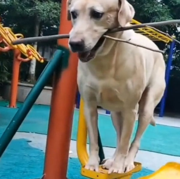 Ce chien labrador monte sur une balançoire pour jouer et sidère tout le monde