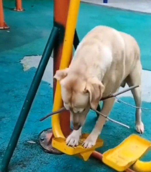 Ce chien labrador monte sur une balançoire pour jouer et sidère tout le monde