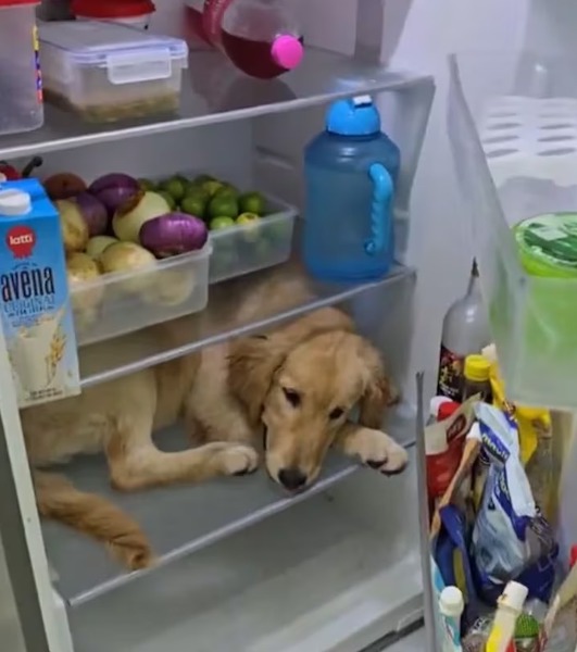Ce chien ne supporte pas la chaleur, il ouvre le réfrigérateur et se couche à l’intérieur : hallucinant