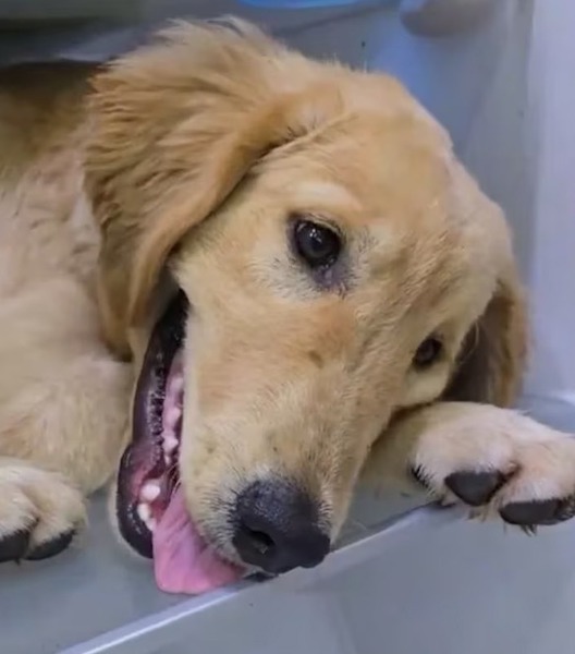 Ce chien ne supporte pas la chaleur, il ouvre le réfrigérateur et se couche à l’intérieur : hallucinant