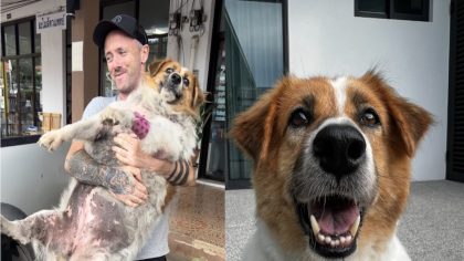 Ce chien obèse errant et au seuil de la mort est secouru, sa transformation est impressionnante