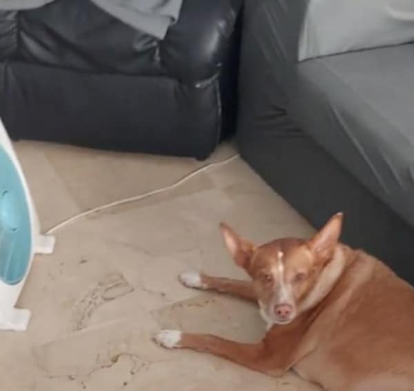 Ce chien qui souffre des fortes chaleurs reçoit un nouveau ventilateur, sa réaction hilarante