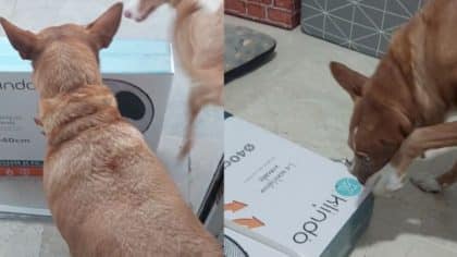 Ce chien qui souffre des fortes chaleurs reçoit un nouveau ventilateur, sa réaction hilarante
