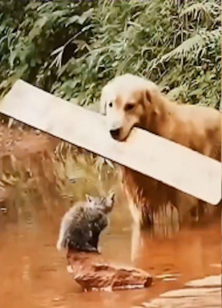 Ce chien sauve la vie d’un chaton de la noyade d’une façon hallucinante, un véritable héros