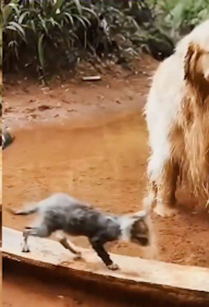 Ce chien sauve la vie d’un chaton de la noyade d’une façon hallucinante, un véritable héros