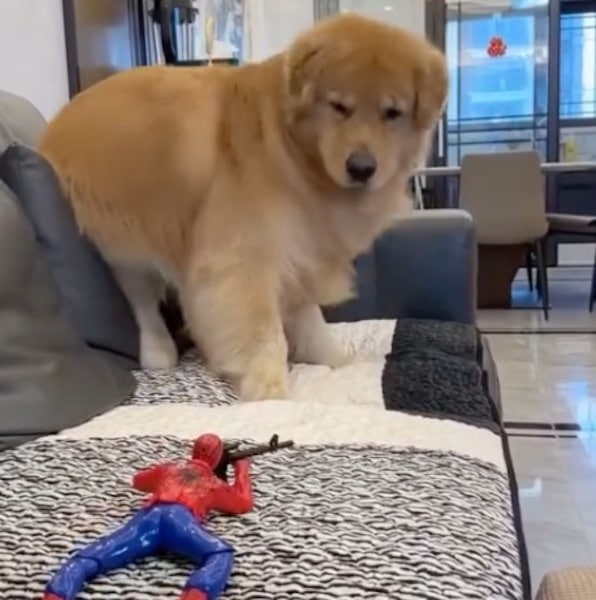 Ce chien trouve un Spiderman qui bouge et lui tire dessus, sa réaction improbable face au jouet