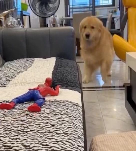 Ce chien trouve un Spiderman qui bouge et lui tire dessus, sa réaction improbable face au jouet