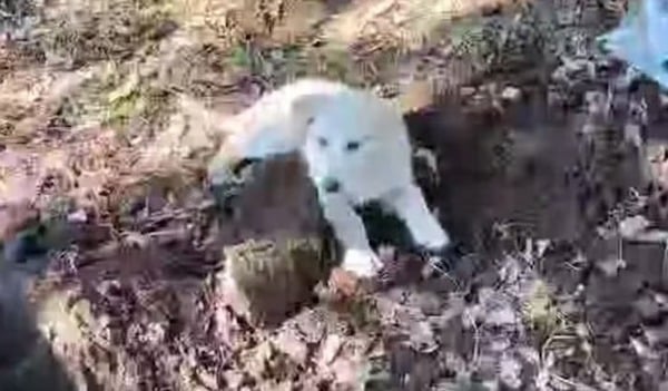 Ce chiot errant console une famille qui enterre son animal de compagnie, une scène bouleversante