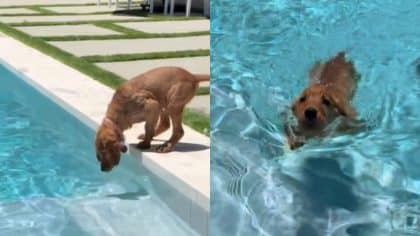 Ce chiot Golden Retriever découvre pour la 1re fois la piscine, sa réaction hilarante pour son 1er bain