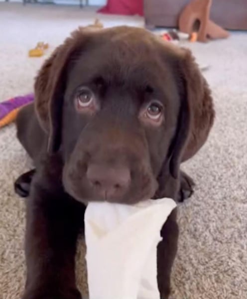 Ce chiot labrador a une véritable passion pour le papier toilette, les internautes hilares