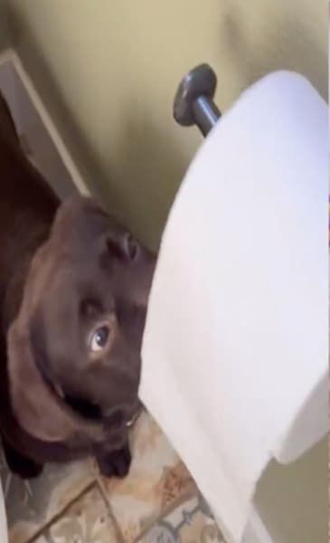 Ce chiot labrador a une véritable passion pour le papier toilette, les internautes hilares