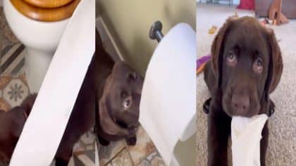 Ce chiot labrador a une véritable passion pour le papier toilette, les internautes hilares